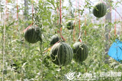 陈氏影视剪辑吃瓜,吃瓜群众眼中的娱乐圈风云录