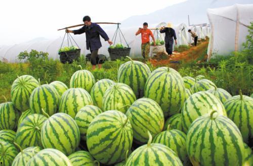 这瓜吃的过瘾不,尽在这一季的瓜果盛宴