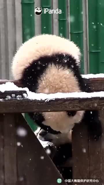 吃瓜小熊来福,揭秘娱乐圈的甜蜜瓜田