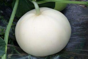 胰腺可以吃梨瓜嘛,梨瓜的适宜性分析