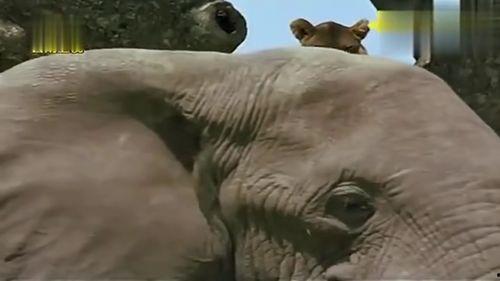 狮子和花豹吃瓜