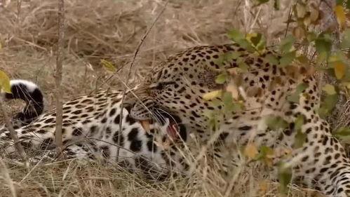 狮子和花豹吃瓜